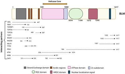 Functions of BLM Helicase in Cells: Is It Acting Like a Double-Edged Sword?